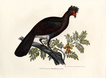Hocco noir, 1864